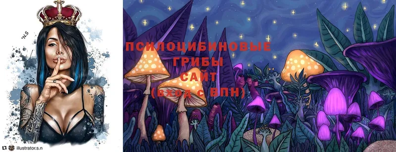 Псилоцибиновые грибы Cubensis Жердевка